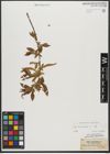 Foto von Salix triandra L.
